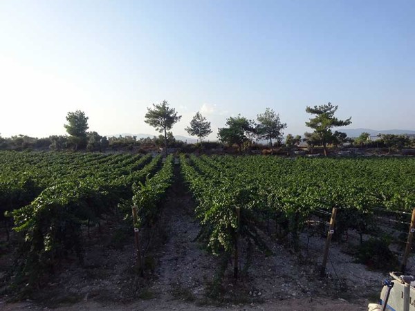 Vinbodrum's vineyards