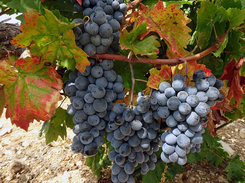 Vinbodrum's vineyards